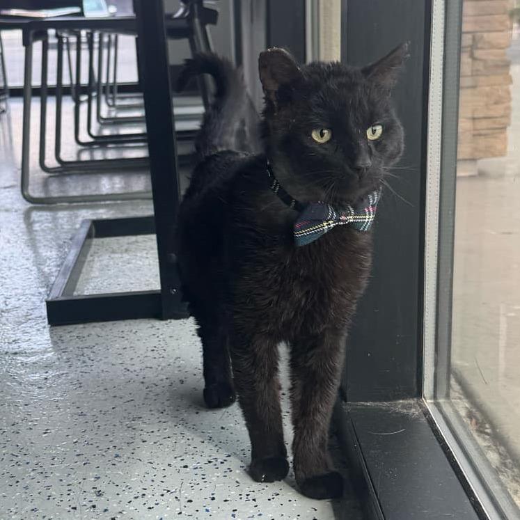 Enlarge Pacha, a Adoptable Domestic Short Hair in Las Vegas, NV image 4/4