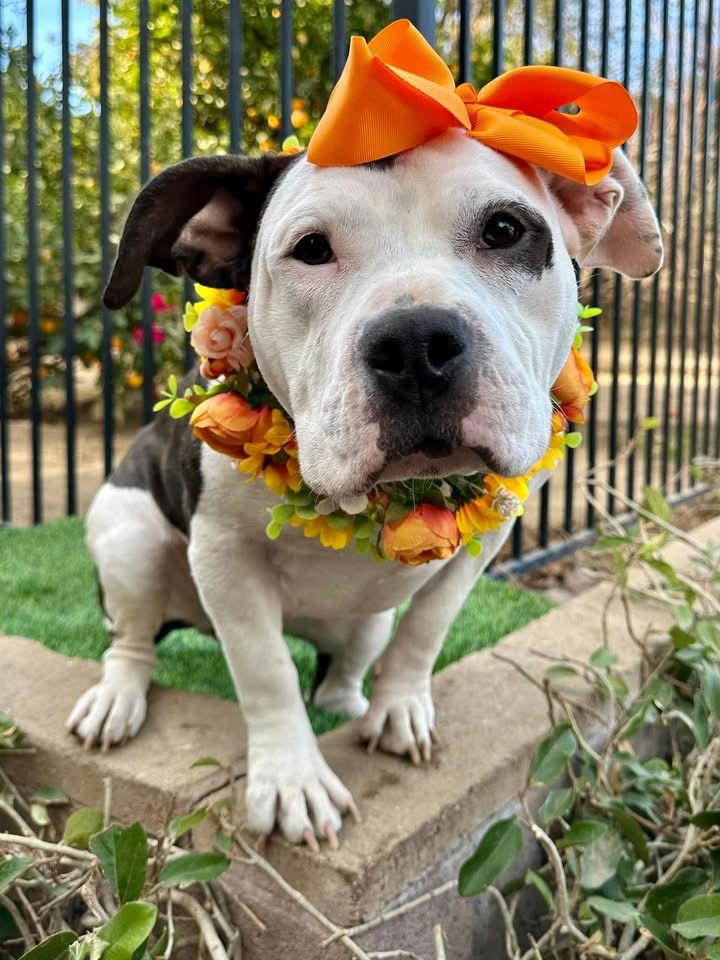 Bindi, a Adopted American Staffordshire Terrier in Redlands, CA image 1/3
