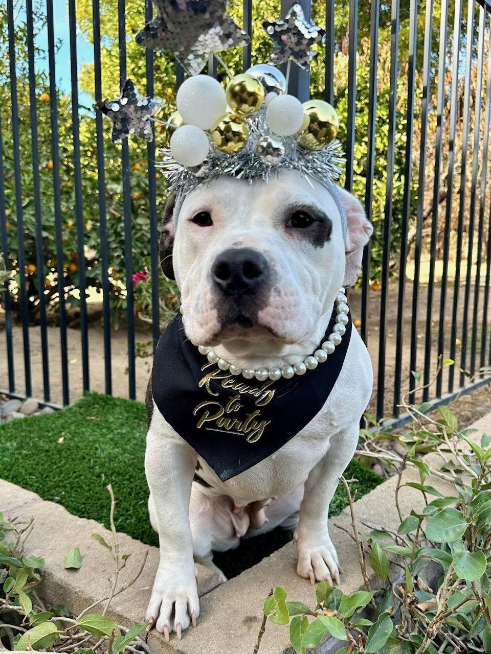 Bindi, a Adopted American Staffordshire Terrier in Redlands, CA image 2/3