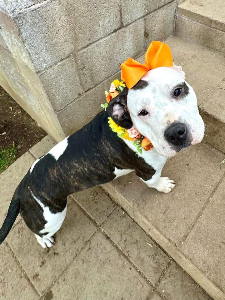Bindi, a Adopted American Staffordshire Terrier in Redlands, CA image 3/3