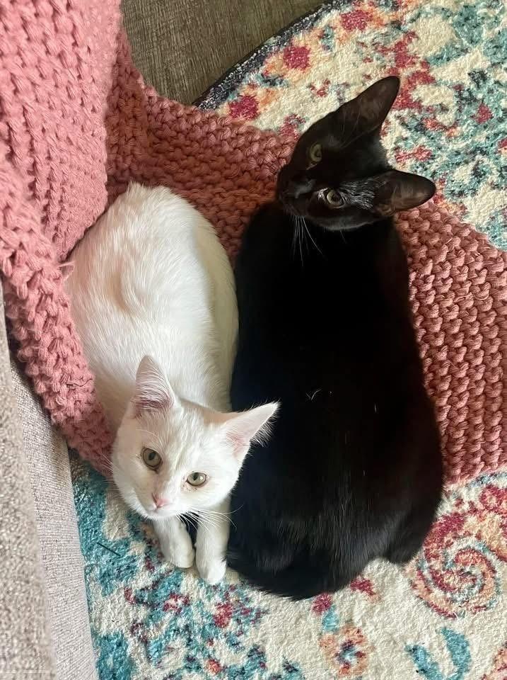 Dionne, Adoptable, Kitten Female Domestic Short Hair & Domestic Short Hair.