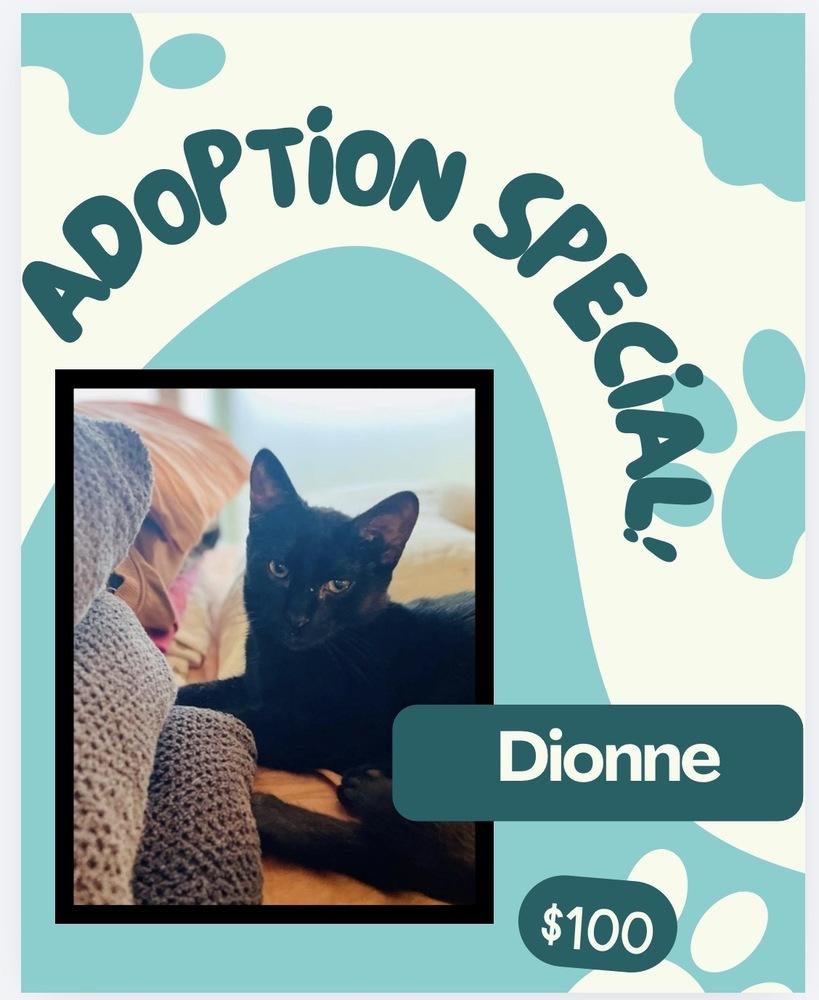 Enlarge Dionne, a Adoptable mixed breed in Poplar Grove, IL image 2/4