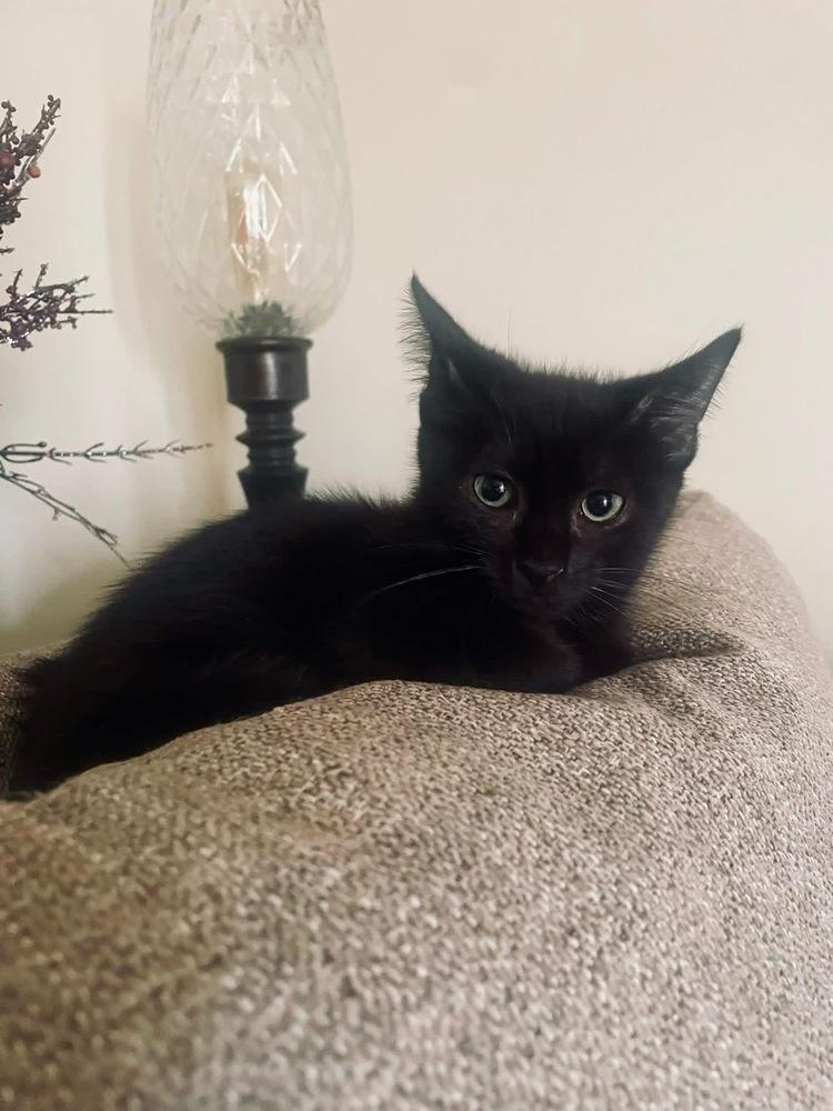 Enlarge Dionne, a Adoptable mixed breed in Poplar Grove, IL image 2/4