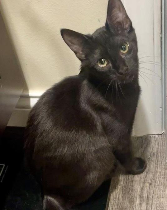 Enlarge Dionne, a Adoptable mixed breed in Poplar Grove, IL image 3/4