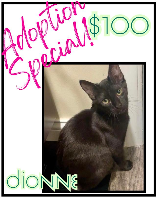 Enlarge Dionne, a Adoptable mixed breed in Poplar Grove, IL image 4/4