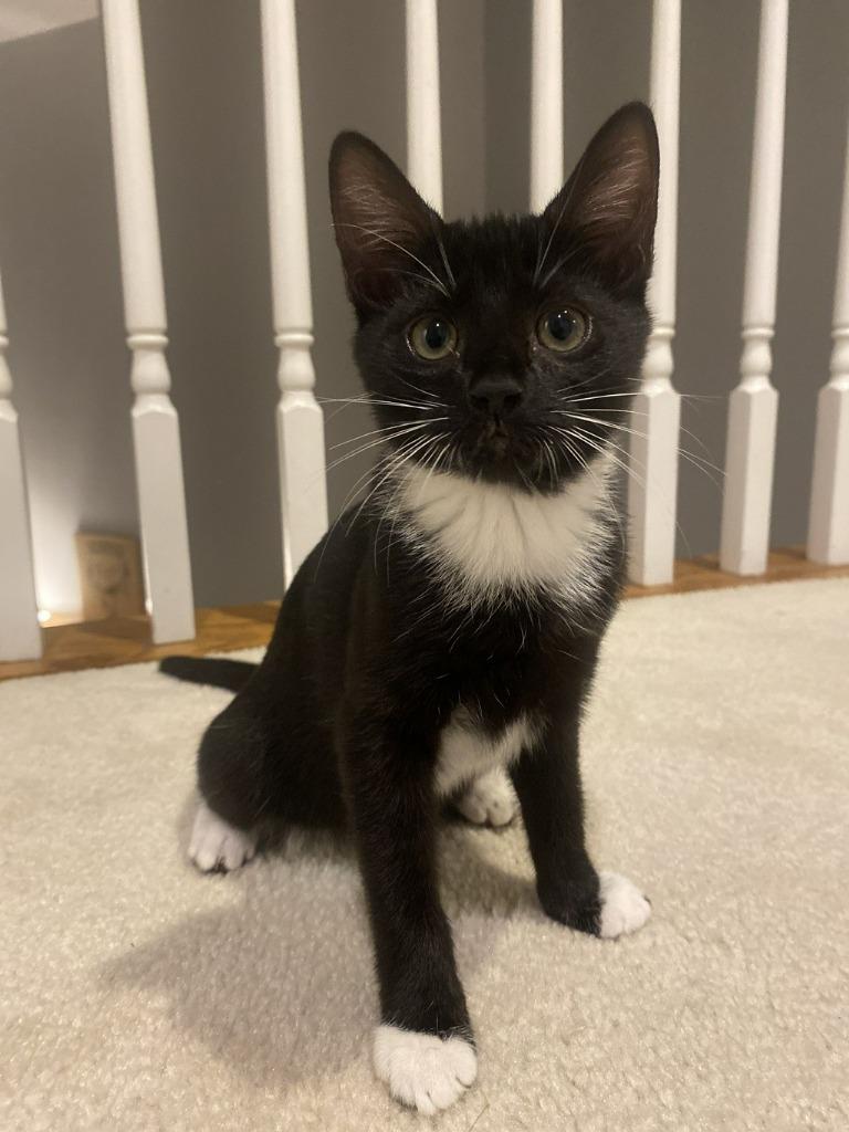 Mira, Adoptable, Kitten Female Domestic Short Hair & Domestic Short Hair (Black & White).