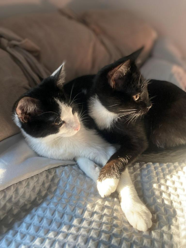 Enlarge Mira, a Adoptable mixed breed in Raleigh, NC image 2/6