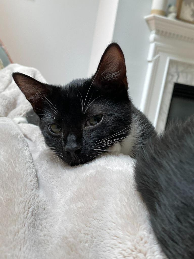 Enlarge Mira, a Adoptable mixed breed in Raleigh, NC image 3/6