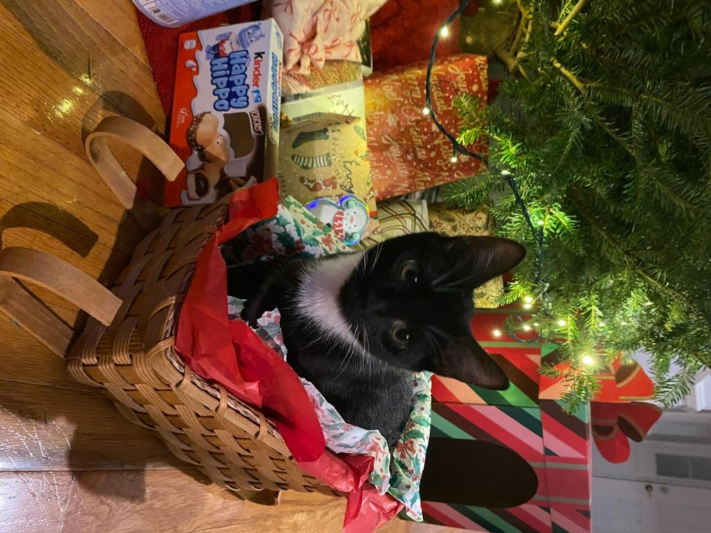 Enlarge Mira, a Adoptable mixed breed in Raleigh, NC image 4/6