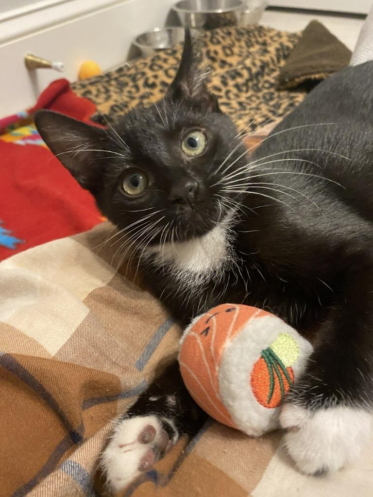 Enlarge Mira, a Adoptable mixed breed in Raleigh, NC image 6/6