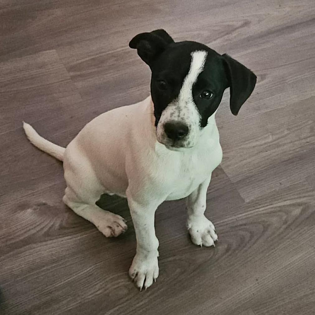 Joey, Adoptable, Puppy Male Jack Russell Terrier & Mixed Breed.