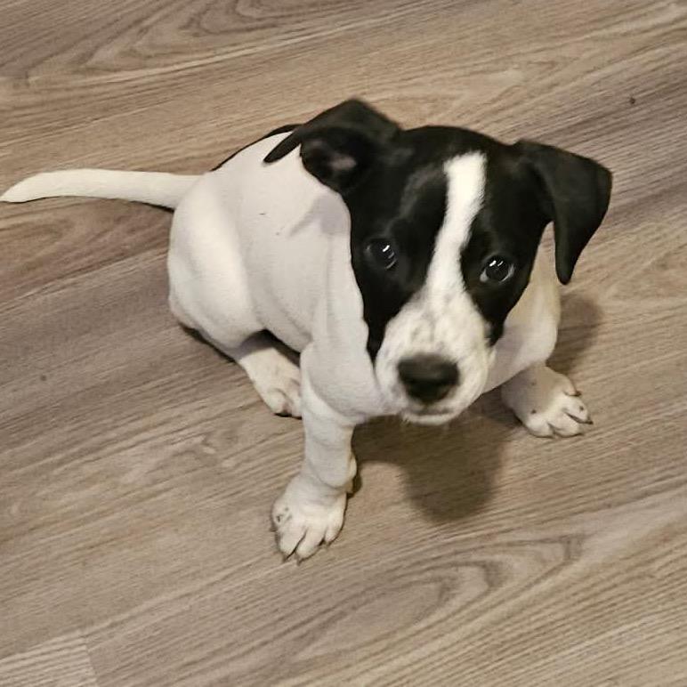 Enlarge Joey, a Adoptable mixed breed in Olathe, KS image 2/6