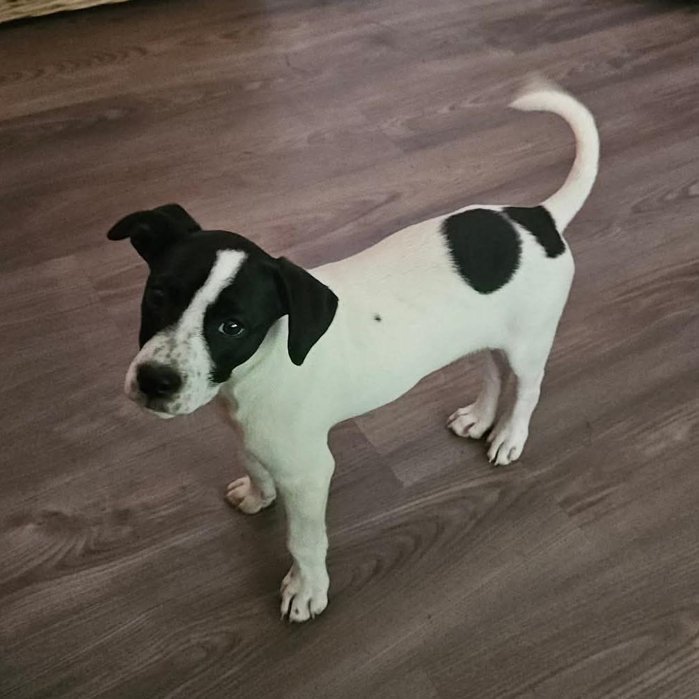 Enlarge Joey, a Adoptable mixed breed in Olathe, KS image 3/6