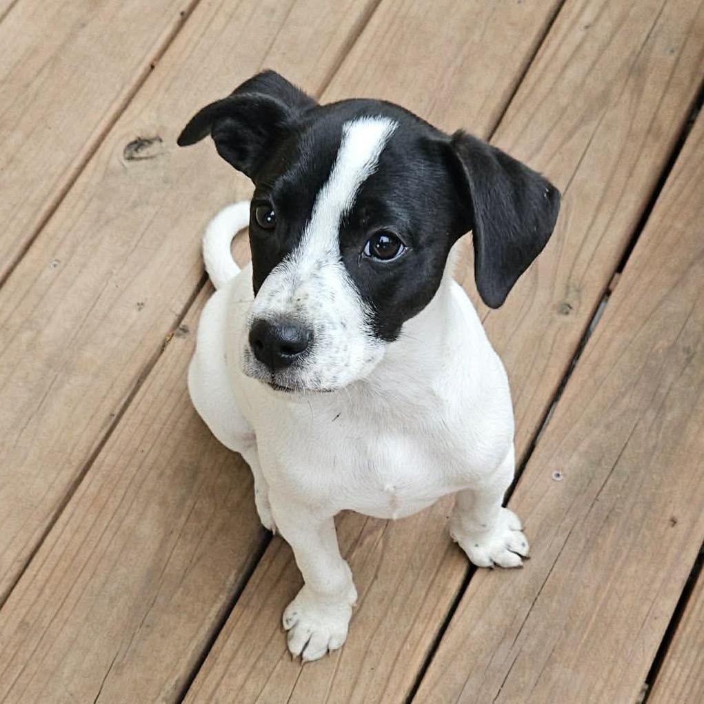 Enlarge Joey, a Adoptable mixed breed in Olathe, KS image 4/6