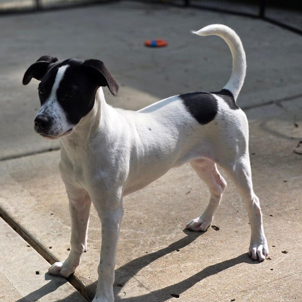 Enlarge Joey, a Adoptable mixed breed in Olathe, KS image 5/6