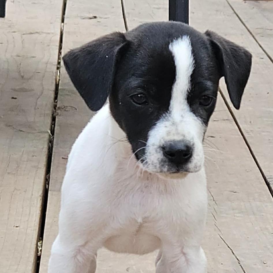 Enlarge Joey, a Adoptable mixed breed in Olathe, KS image 6/6