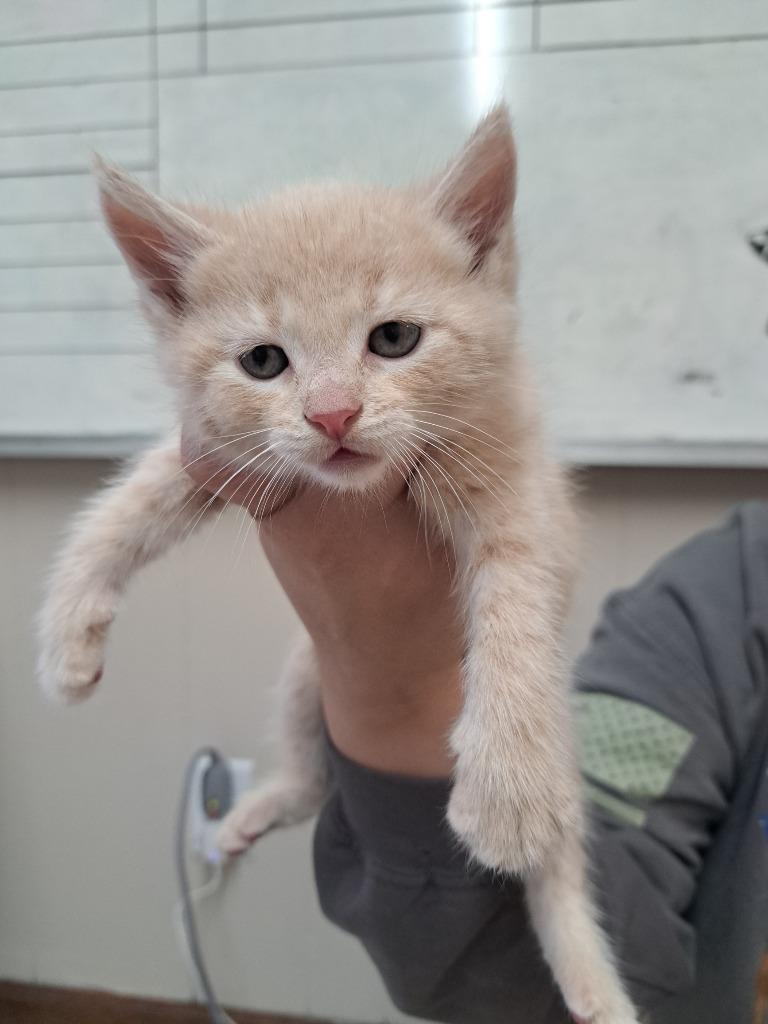 Enlarge Kicking Wing, a Adoptable mixed breed in Fayetteville, TN image 1/1