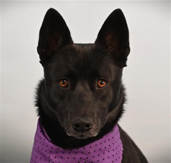 KALYPSO, Adoptable, Adult Female Australian Cattle Dog / Blue Heeler & Mixed Breed.