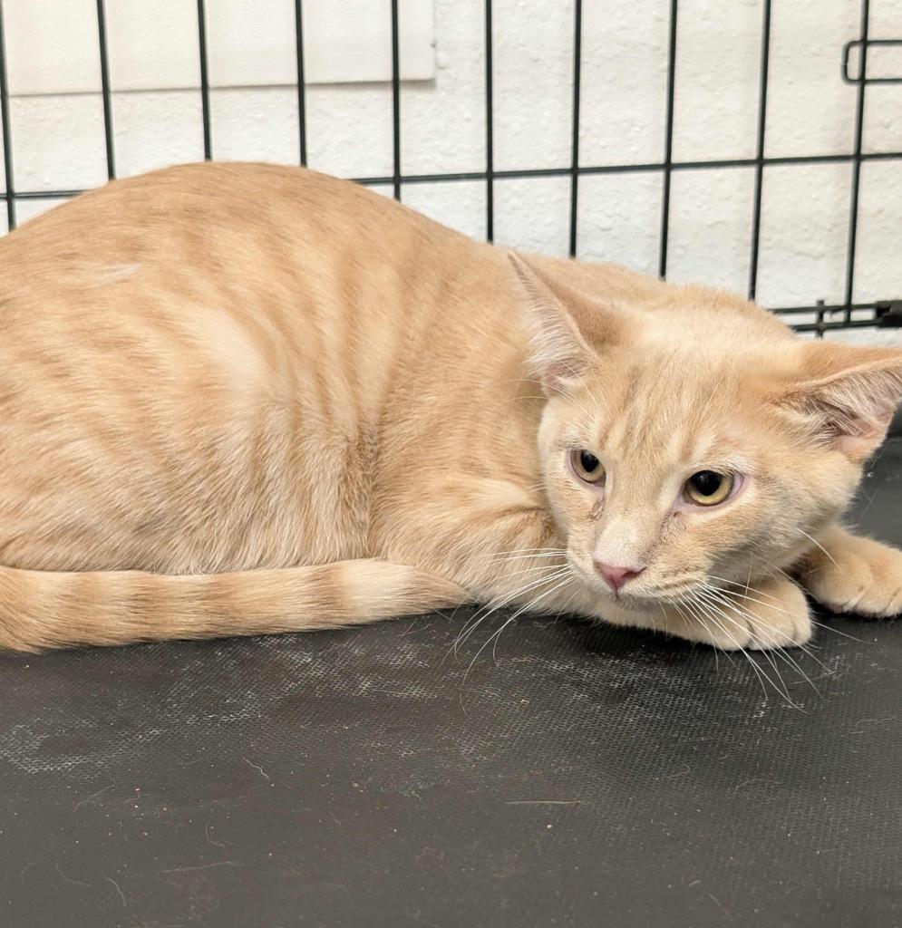 Daytona, Adoptable, Young Male Tabby.