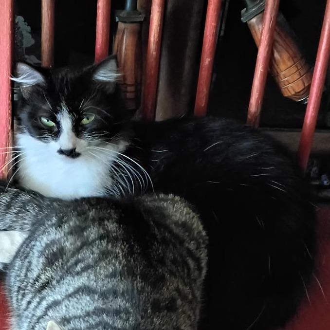 Scooter, Adoptable, Young Female Domestic Short Hair.