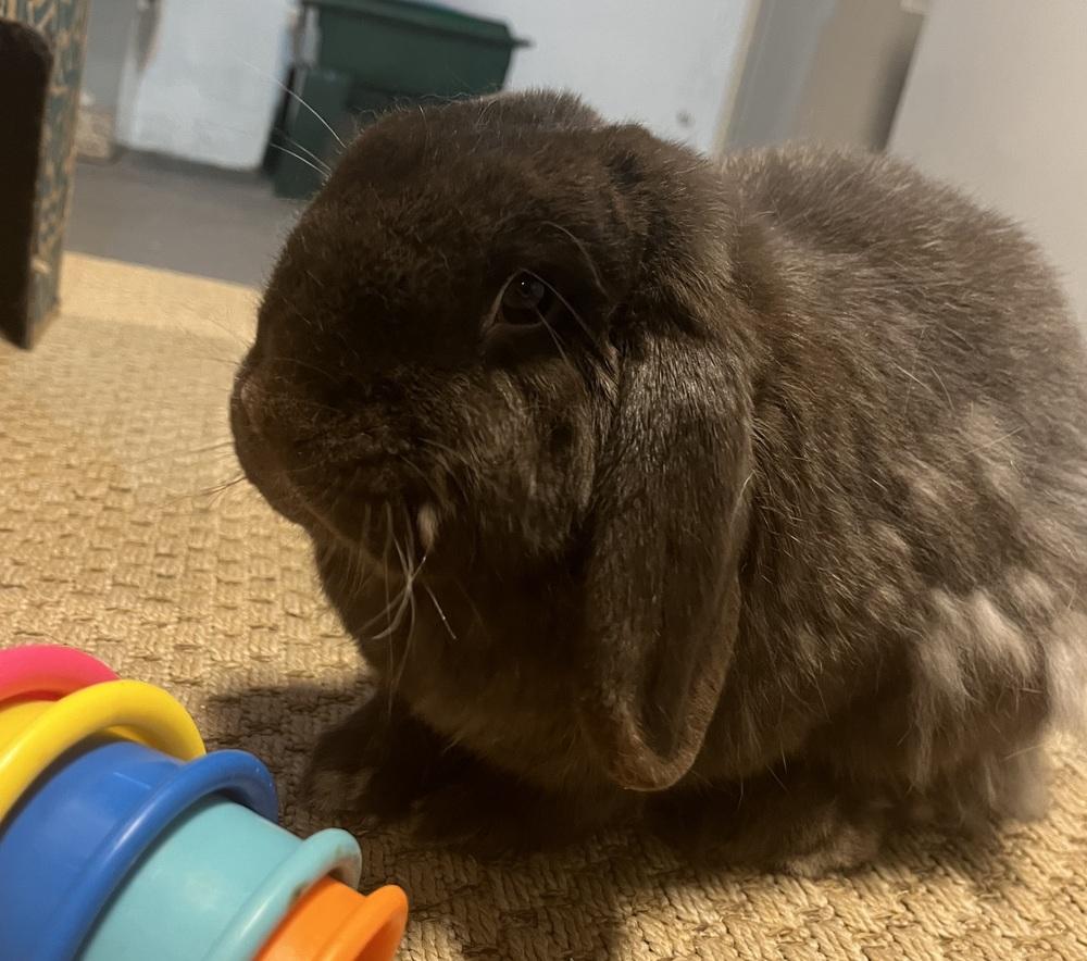 Enlarge Jacki, a Adoptable Mini Lop in Westford, MA image 1/6