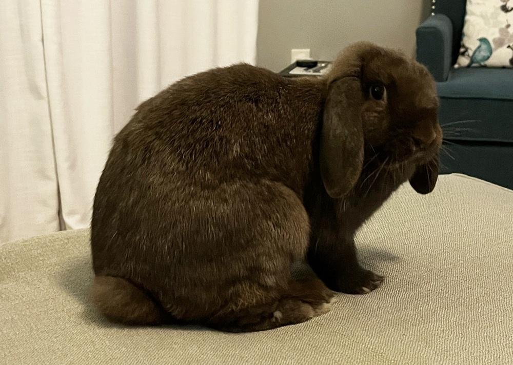 Enlarge Jacki, a Adoptable Mini Lop in Westford, MA image 2/6