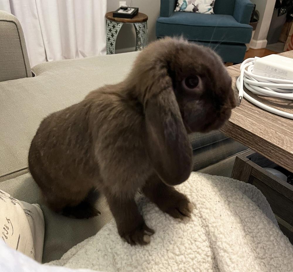 Enlarge Jacki, a Adoptable Mini Lop in Westford, MA image 3/6