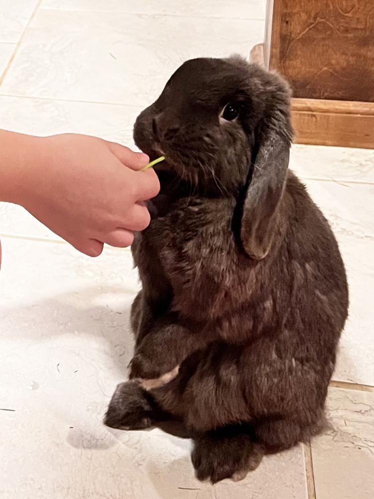 Enlarge Jacki, a Adoptable Mini Lop in Westford, MA image 4/6