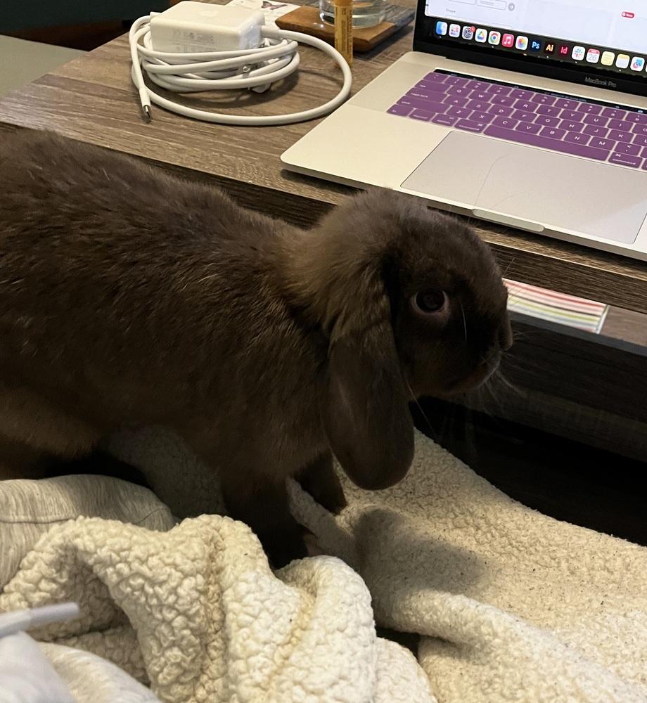 Enlarge Jacki, a Adoptable Mini Lop in Westford, MA image 4/6