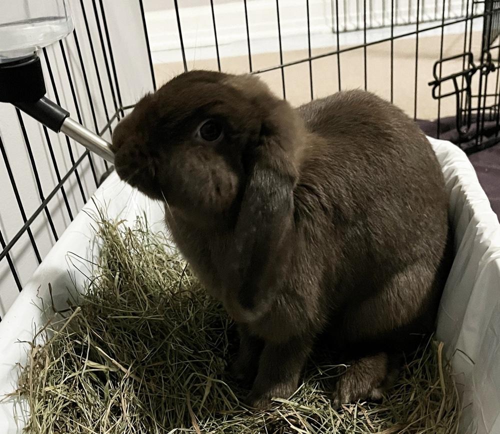 Enlarge Jacki, a Adoptable Mini Lop in Westford, MA image 5/6