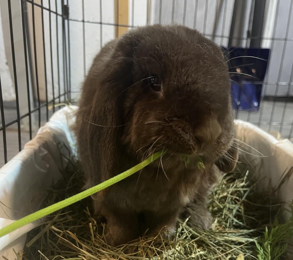 Enlarge Jacki, a Adoptable Mini Lop in Westford, MA image 6/6