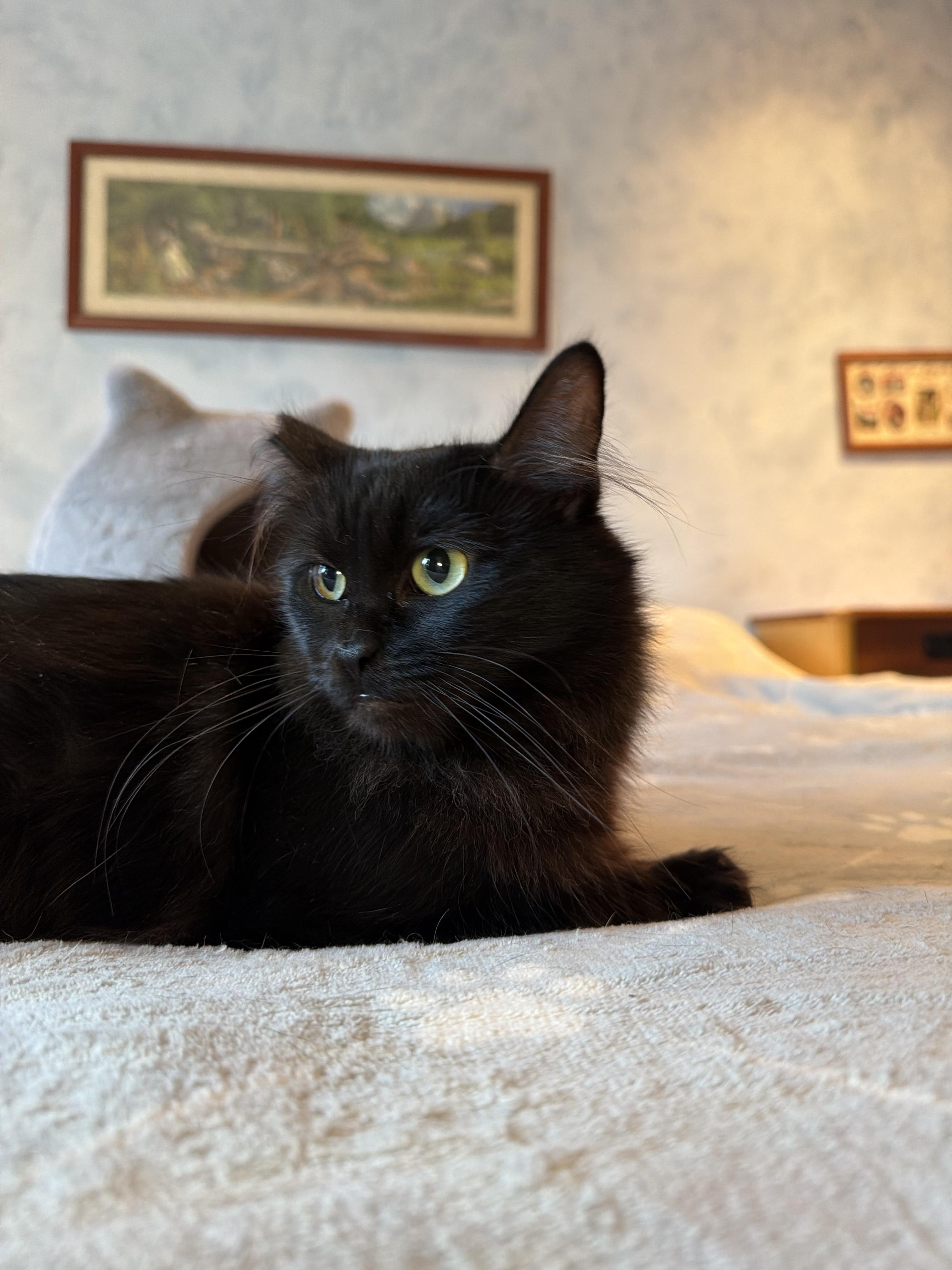 Enlarge Gizmo, a Adoptable Domestic Medium Hair in San Jose, CA image 1/6