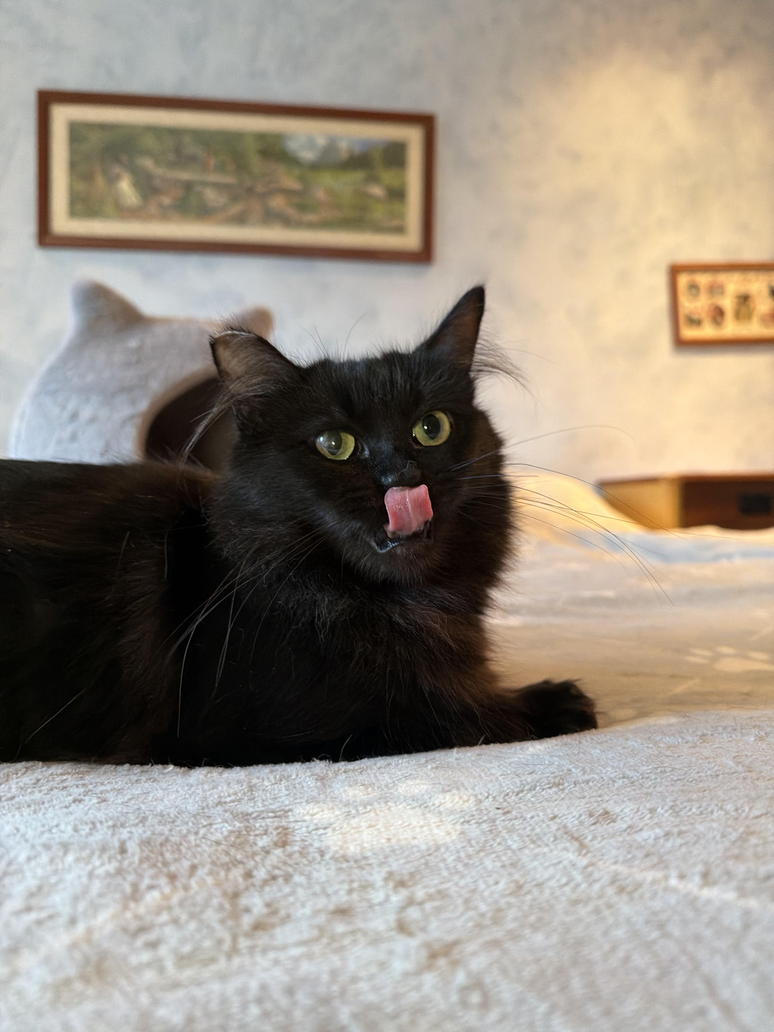 Enlarge Gizmo, a Adoptable Domestic Medium Hair in San Jose, CA image 2/6