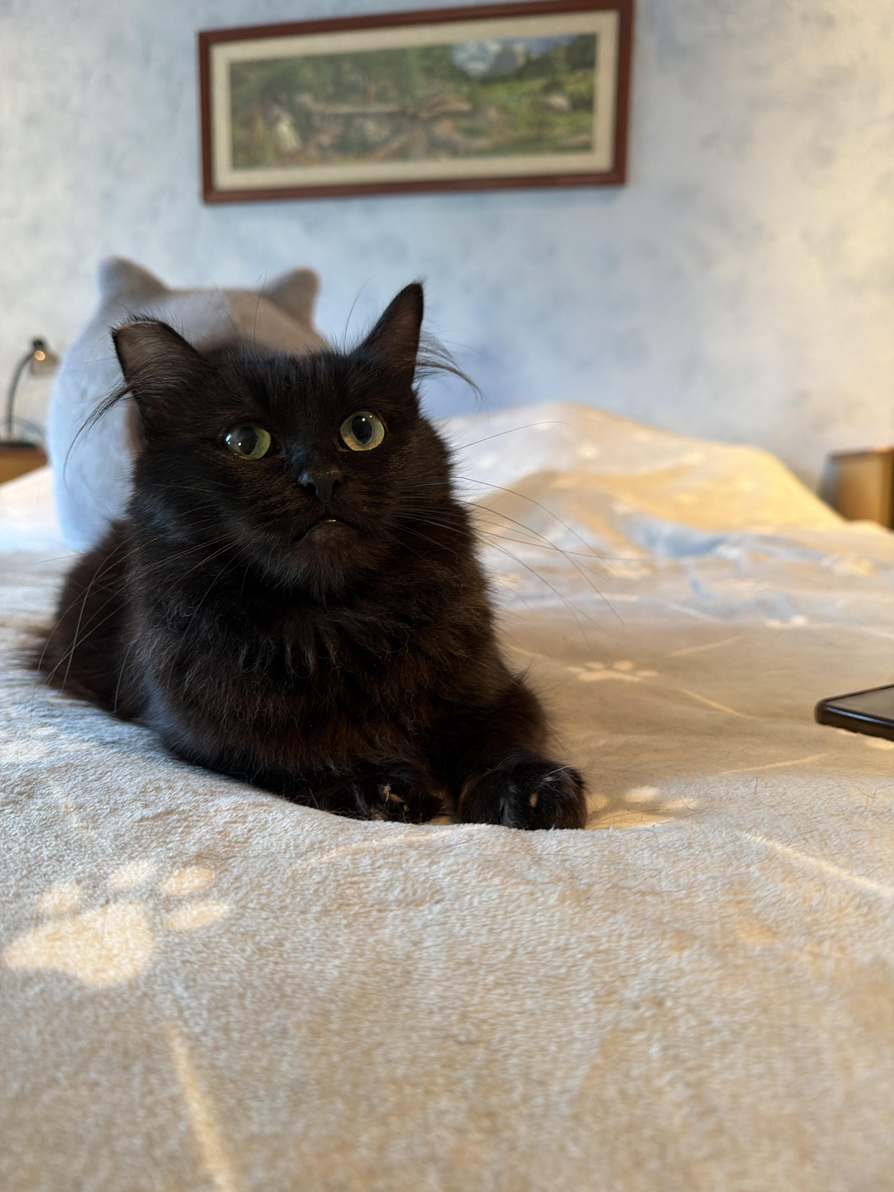 Gizmo, Adoptable, Young Female Domestic Medium Hair.