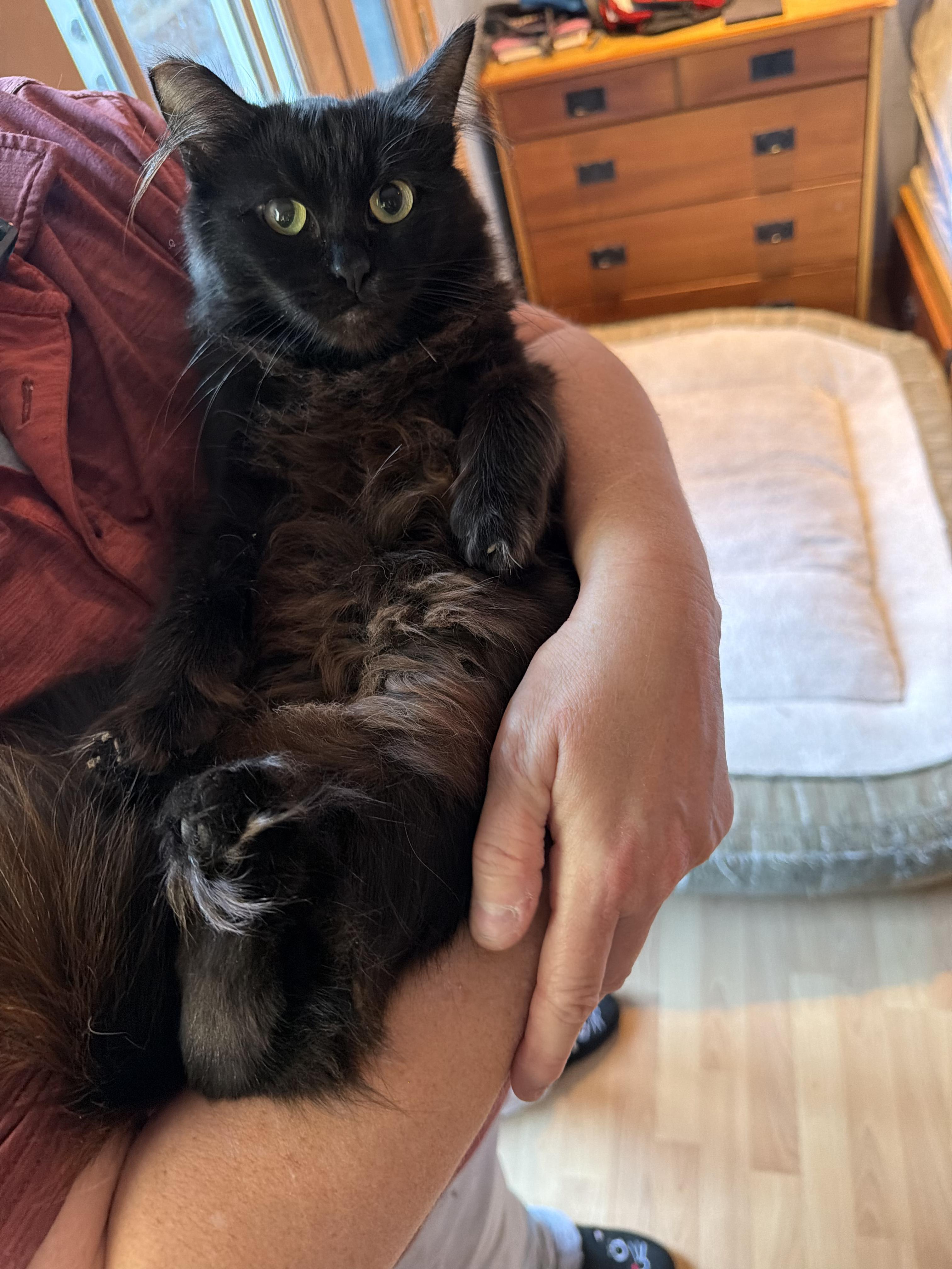 Enlarge Gizmo, a Adoptable Domestic Medium Hair in San Jose, CA image 4/6