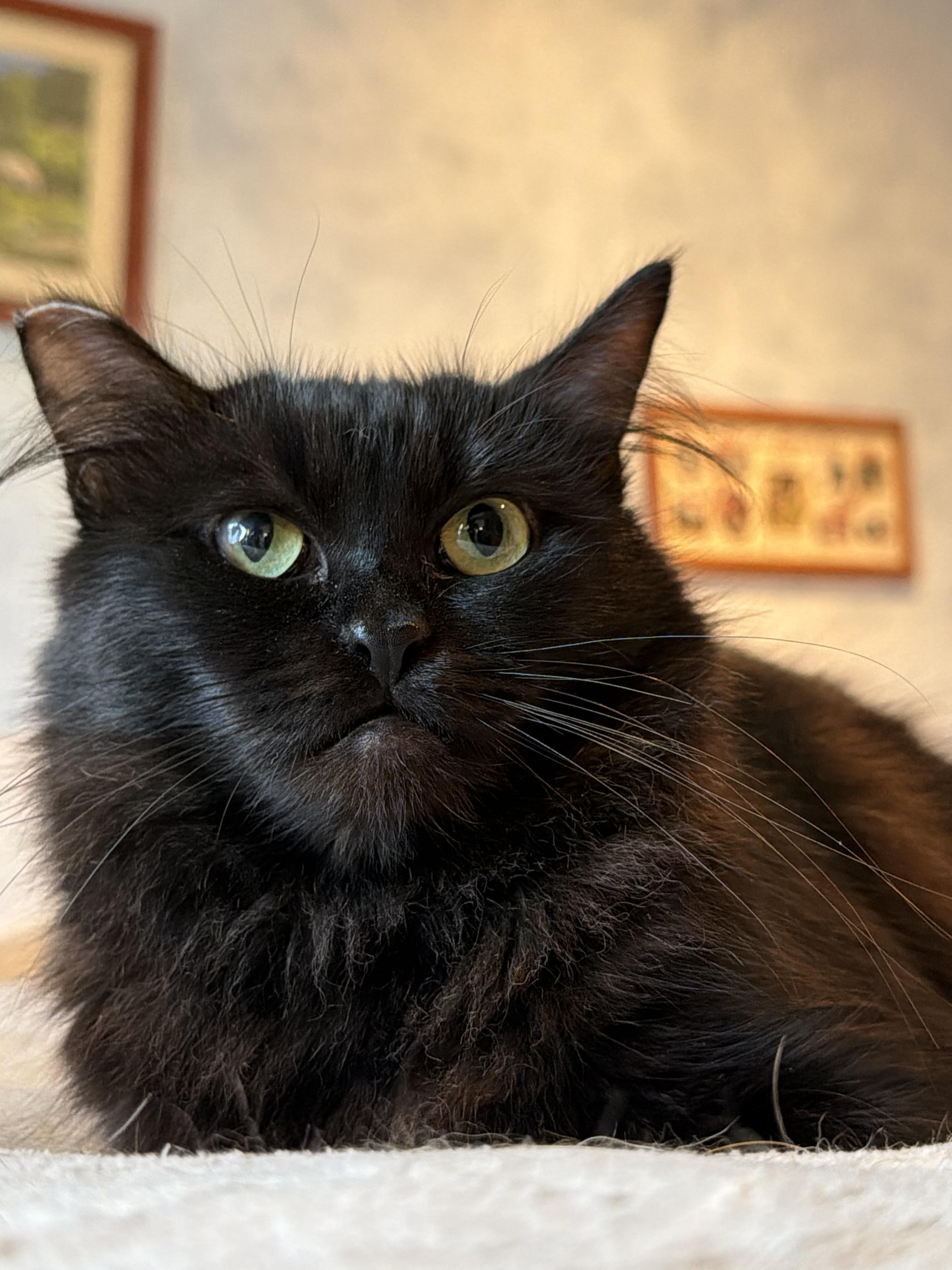 Enlarge Gizmo, a Adoptable Domestic Medium Hair in San Jose, CA image 5/6