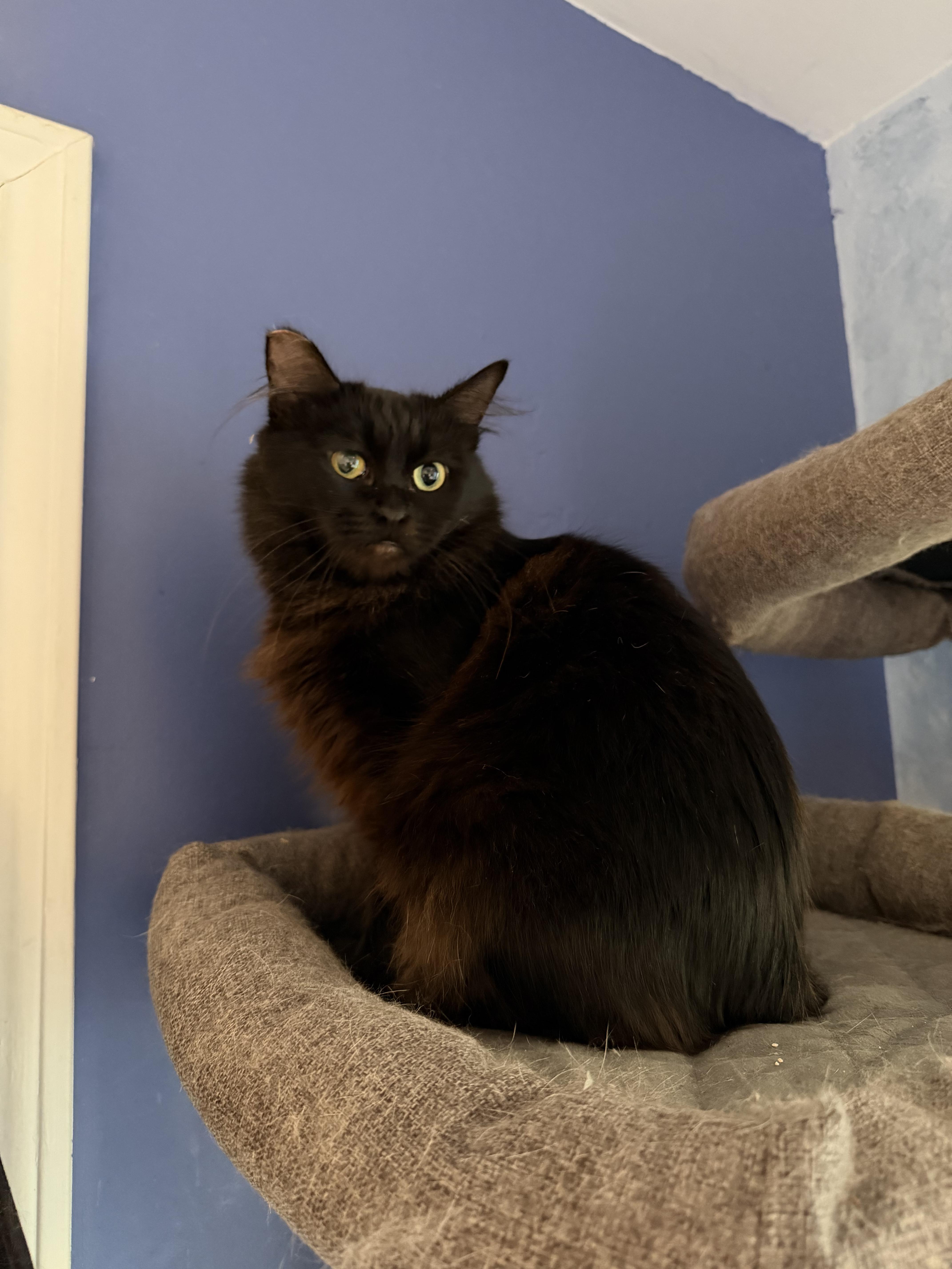 Enlarge Gizmo, a Adoptable Domestic Medium Hair in San Jose, CA image 6/6