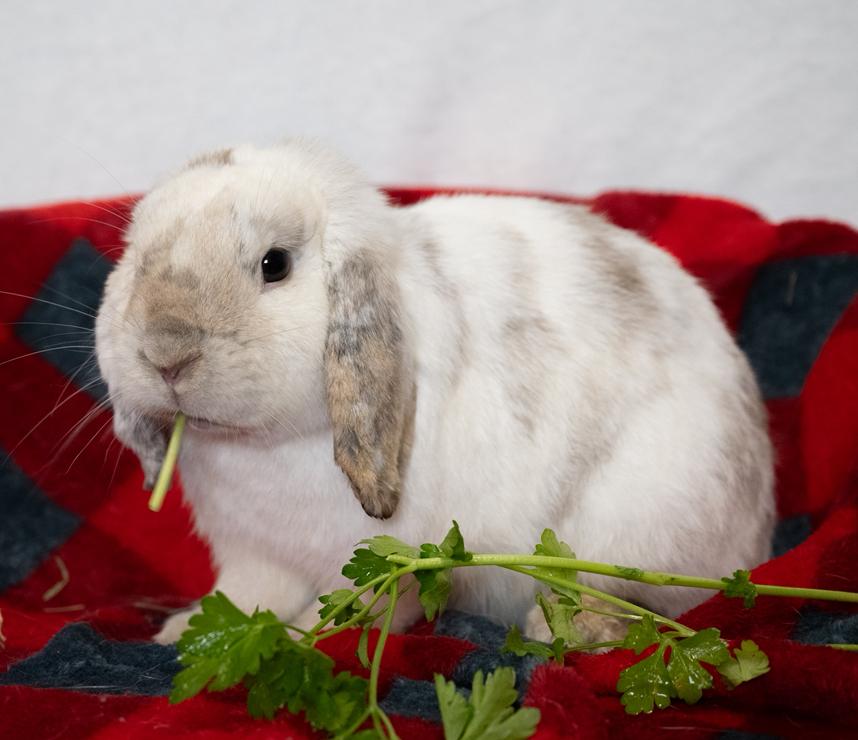 Enlarge Avalanche, an adopted Mini Lop in Chicago, IL image 1/1