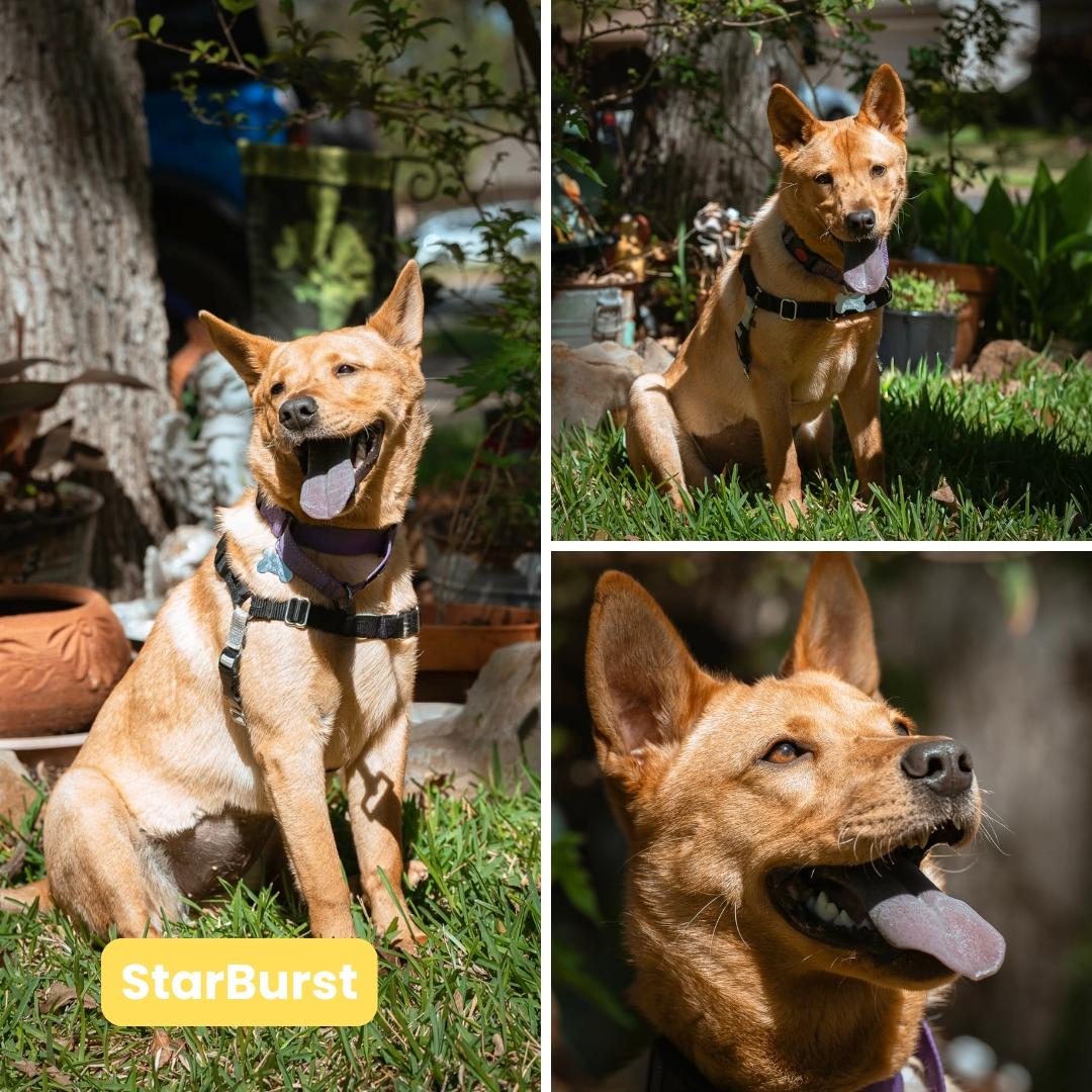Starburst (FKA Nova), Adoptable, Young Female Chow Chow & Carolina Dog.