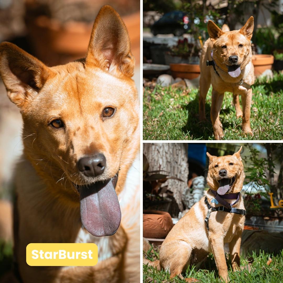 Enlarge Starburst (FKA Nova), a Adoptable mixed breed in Houston, TX image 2/3