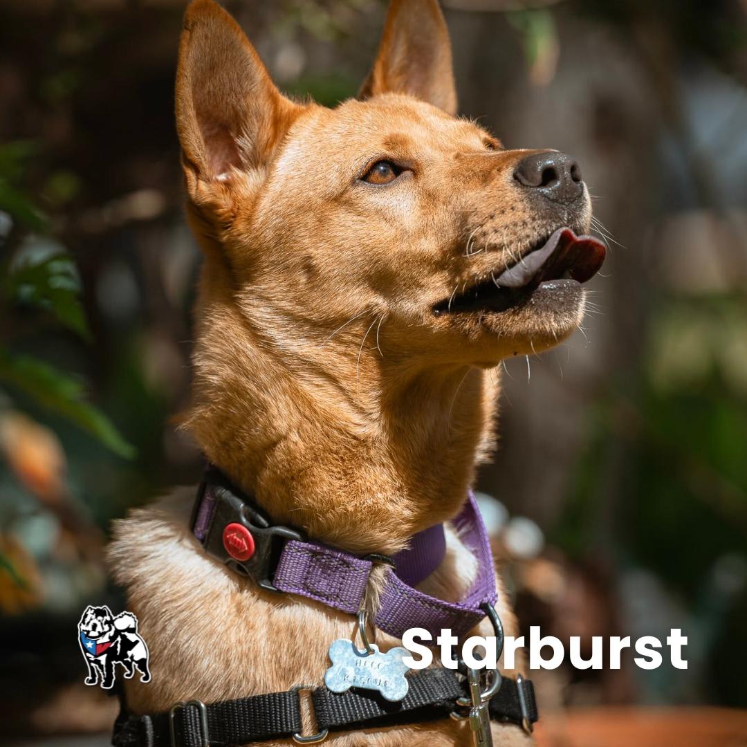 Enlarge Starburst (FKA Nova), a Adoptable mixed breed in Houston, TX image 3/3