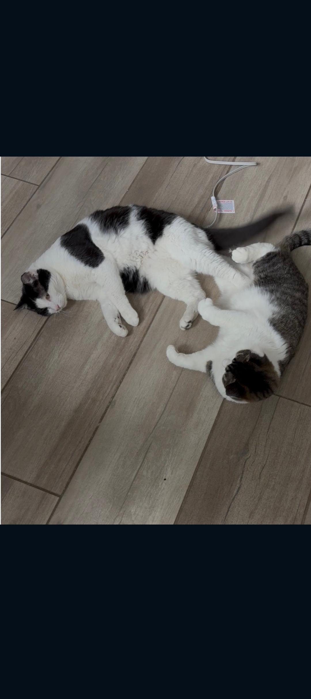 Molly and Maddie, ADOPTABLE, Adult Female Tuxedo & Tabby.