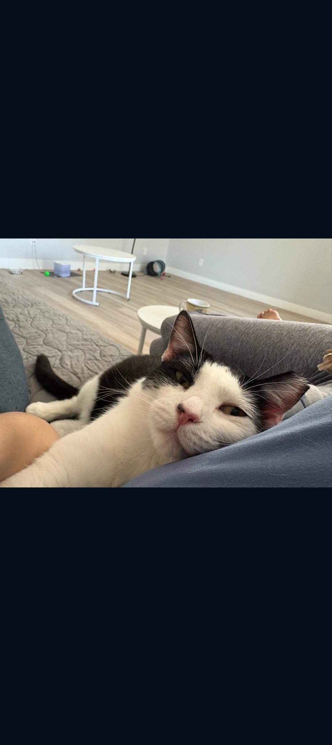 Enlarge Molly and Maddie, a ADOPTABLE mixed breed in Phoenix, AZ image 6/6