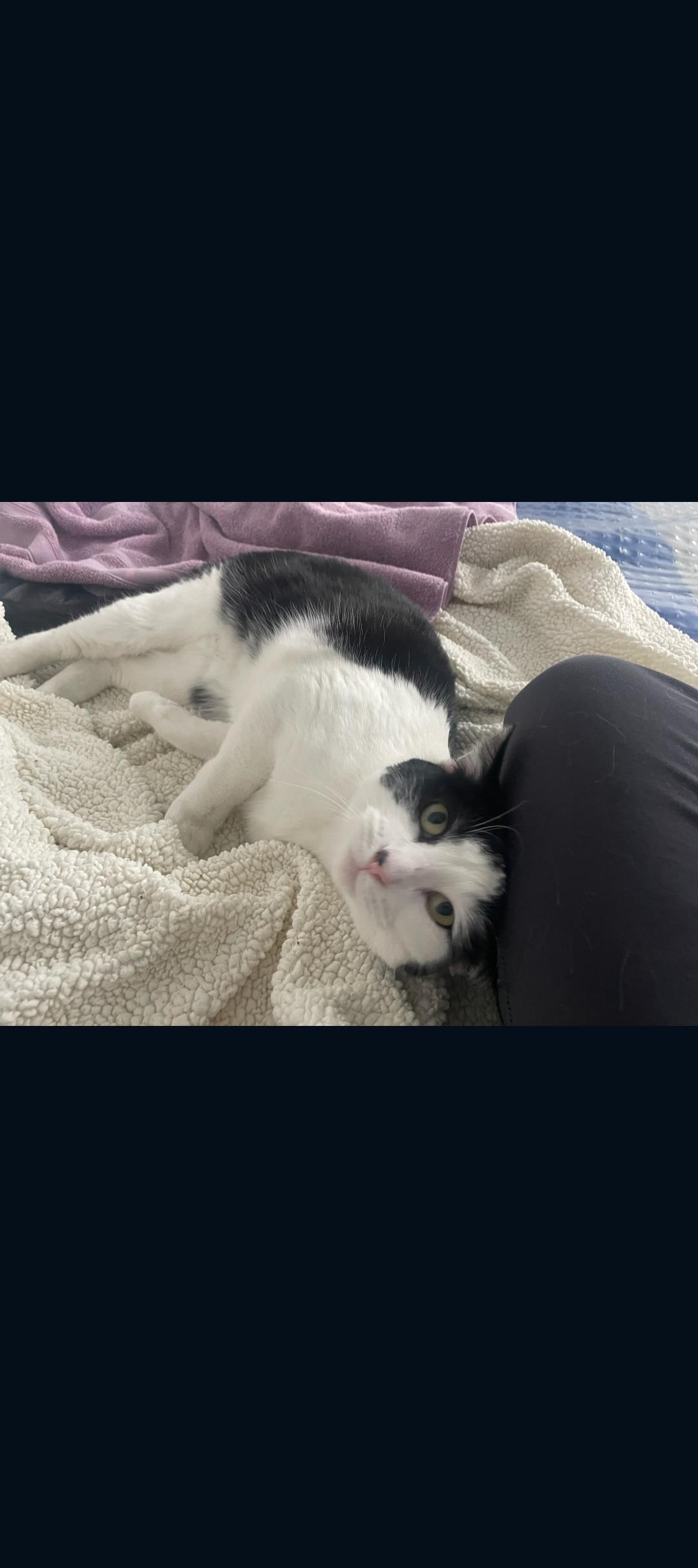 Enlarge Molly and Maddie, a ADOPTABLE mixed breed in Phoenix, AZ image 5/6