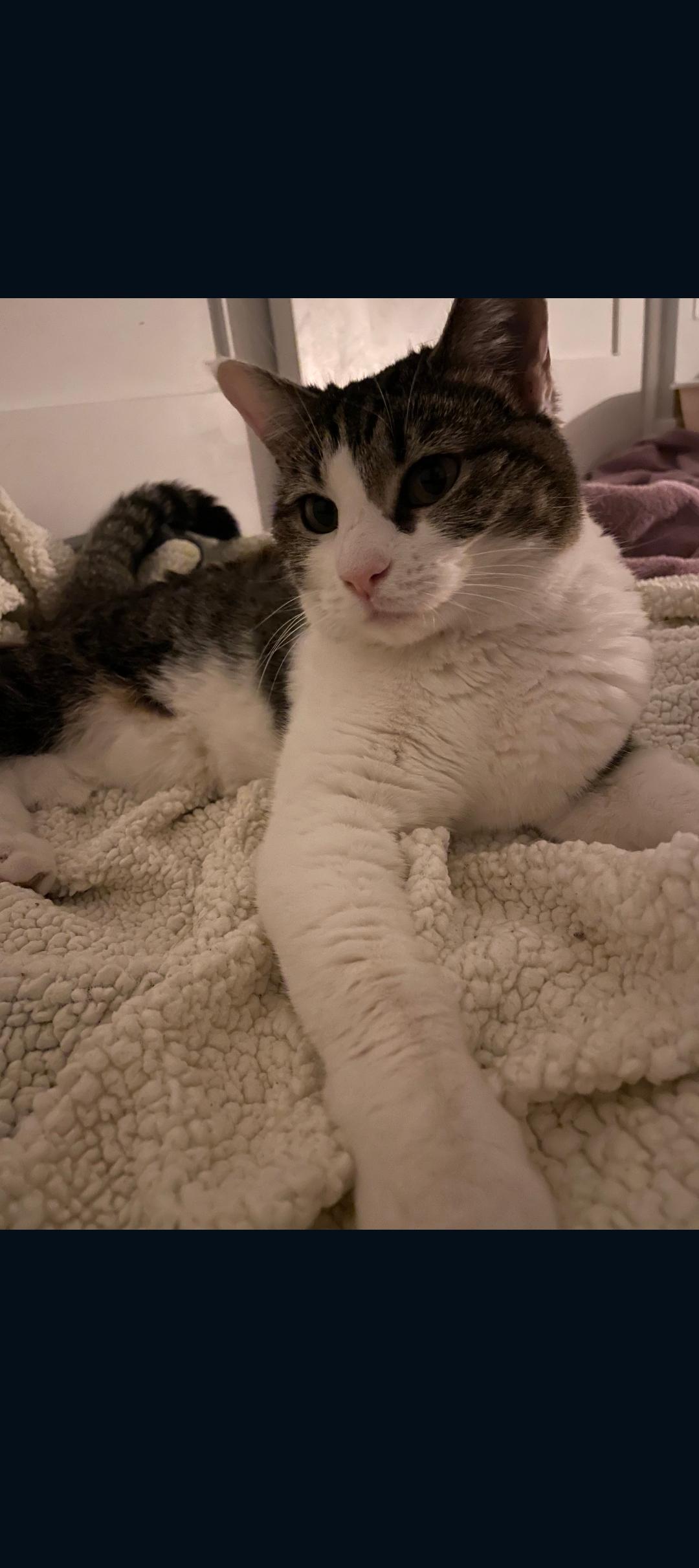 Enlarge Molly and Maddie, a ADOPTABLE mixed breed in Phoenix, AZ image 4/6