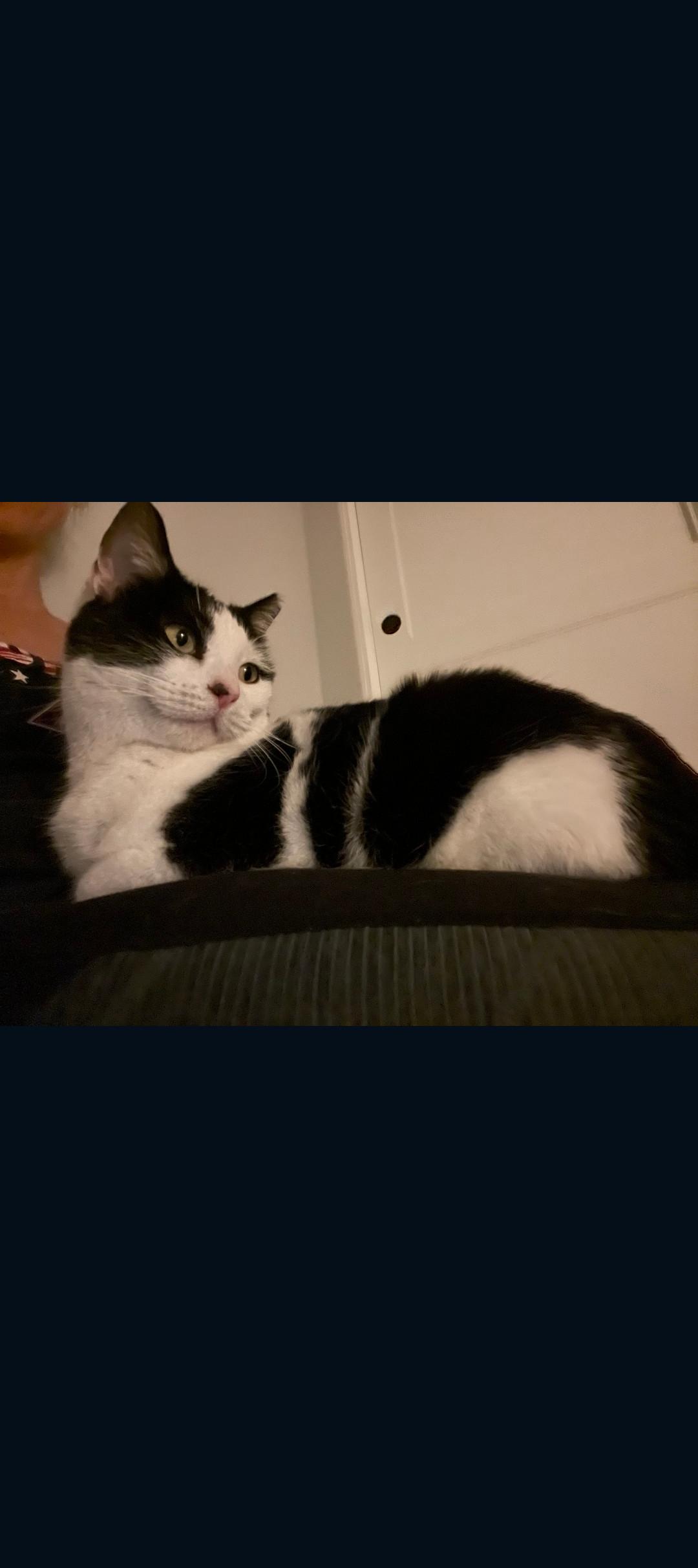 Enlarge Molly and Maddie, a ADOPTABLE mixed breed in Phoenix, AZ image 3/6