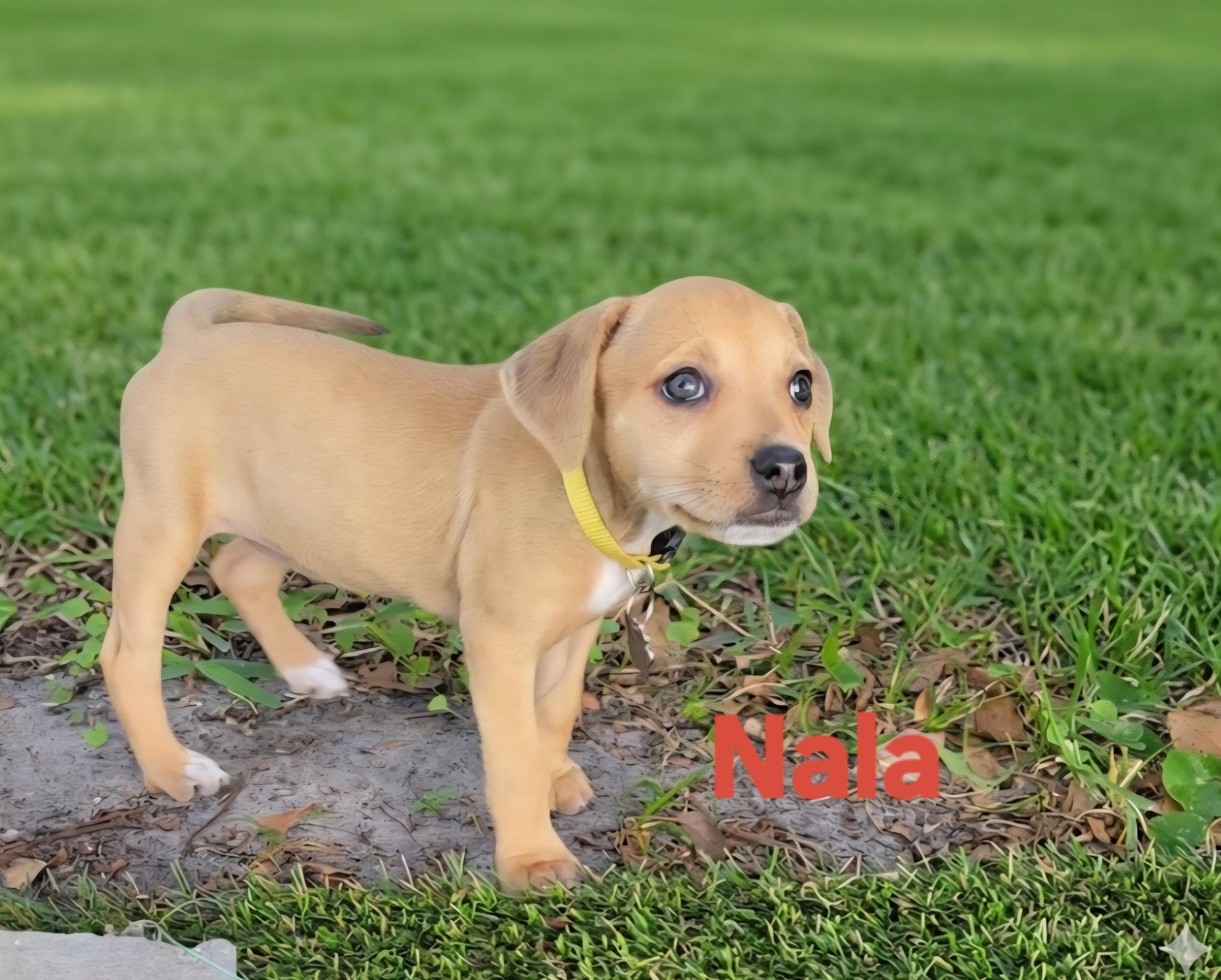 Nala, adopted, Puppy Female Chihuahua.