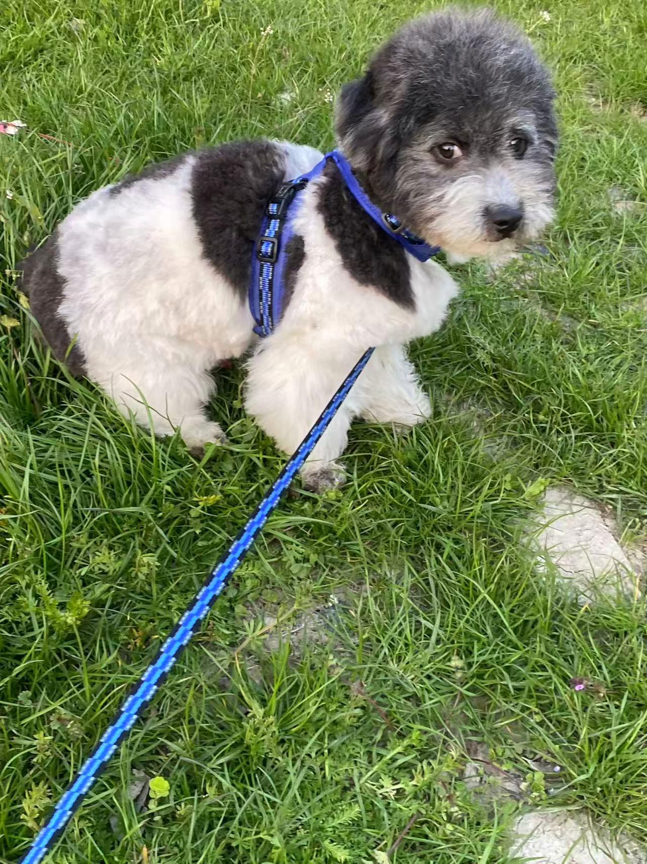 Chico, a ADOPTABLE Miniature Poodle in Toronto, ON image 5/5