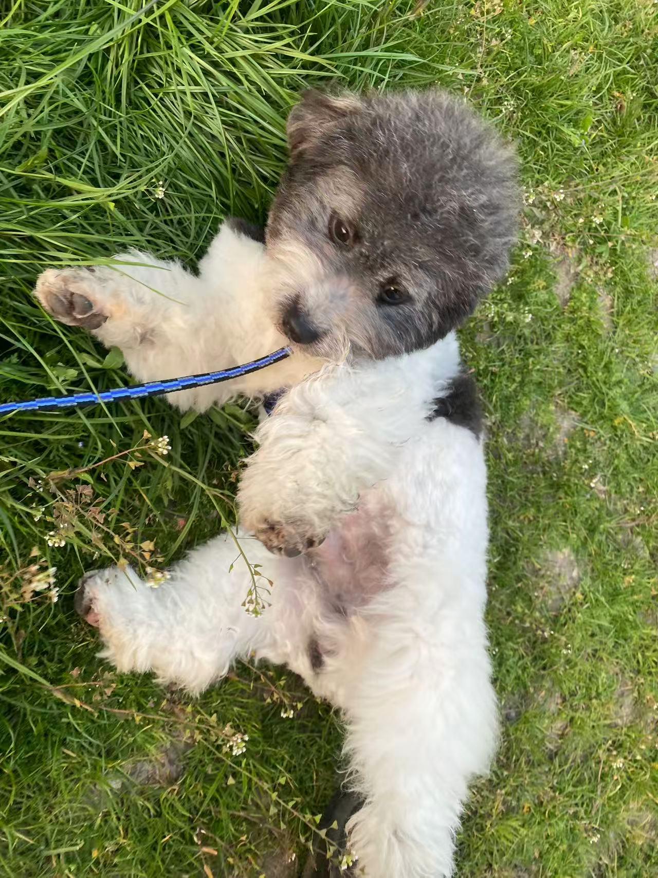 Chico, ADOPTABLE, Young Male Miniature Poodle.