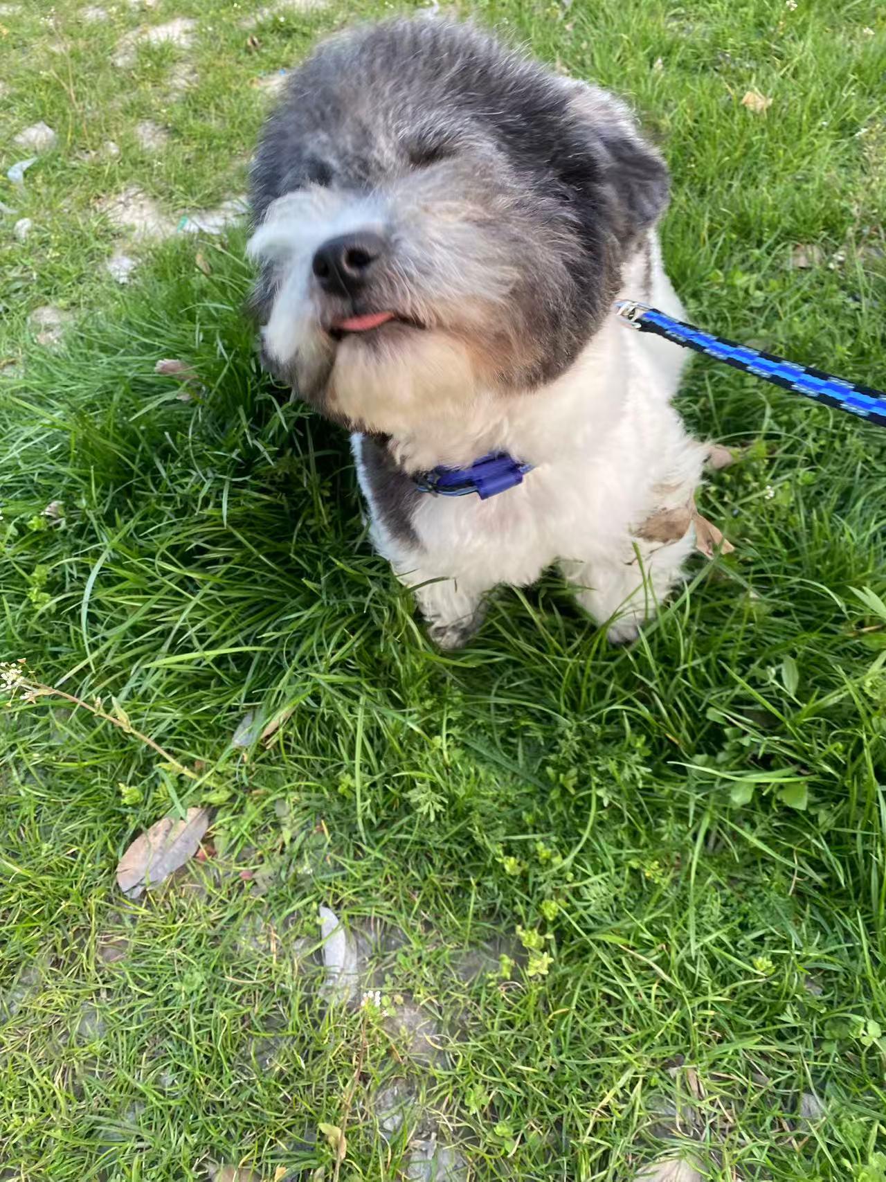 Chico, a ADOPTABLE Miniature Poodle in Toronto, ON image 4/5